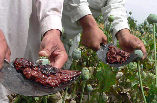 Afghanske menn samler opiumsplanter ved Nangarhar-provinsen. Foto: Noorullah Shirzada/Afp/NTB scanpix
