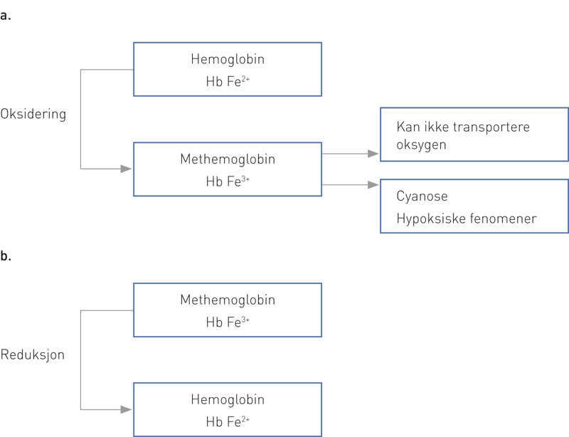 Figur 3  a. I normalt hemoglobin antas jern &aring; foreligge i toverdig form (Fe2+). Den oksiderte formen for hemoglobin kalles&hellip;