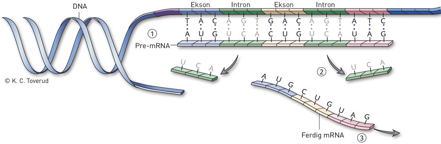 Figur 1  Genspleising. N&aring;r DNA transkriberes til mRNA, gir rekkef&oslash;lgen av nukleotider (sekvensen) f&oslash;rst opphav til et pre&hellip;