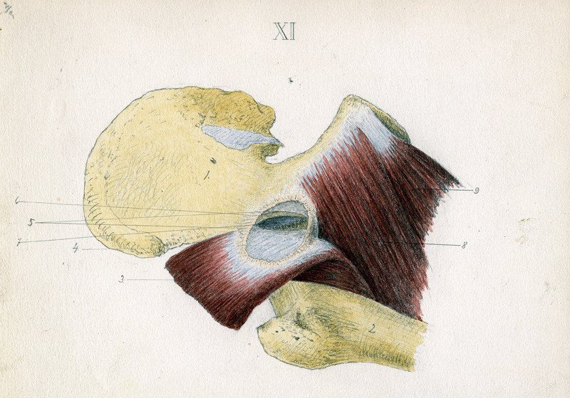H&oslash;yre hofteledd. Her synes (3) &aring; v&aelig;re m. iliopsoas, (8) m. pectineus og (9) m. adductor longus