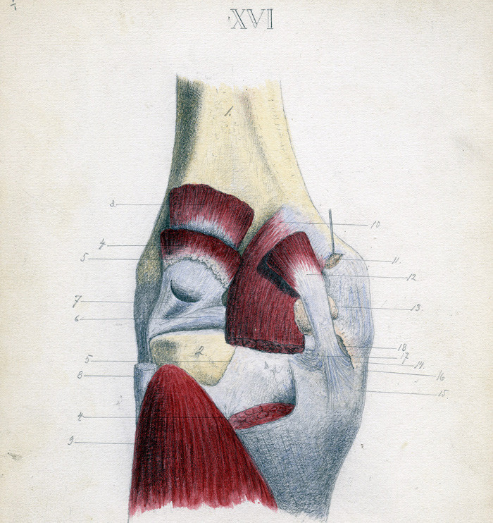 Baksiden av venstre kneledd. Vi kjenner igjen strukturer som m. biceps femoris (8), m. soleus (9), mediale hode av m&hellip;