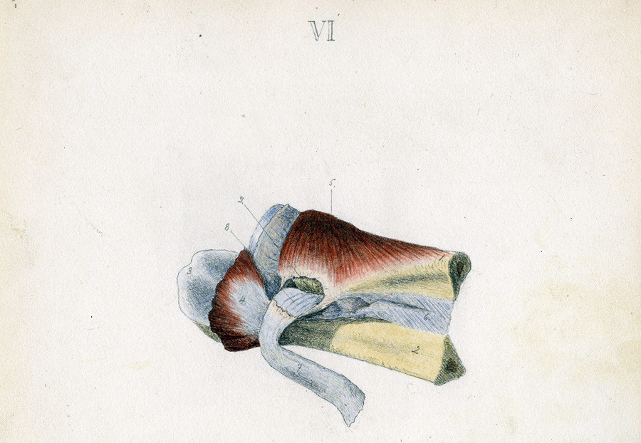Distale del av h&oslash;yre albueledd. (2) er ulna, (4) er m. brachialis, (5&raquo;) m. supinator og (7) bicepssenen