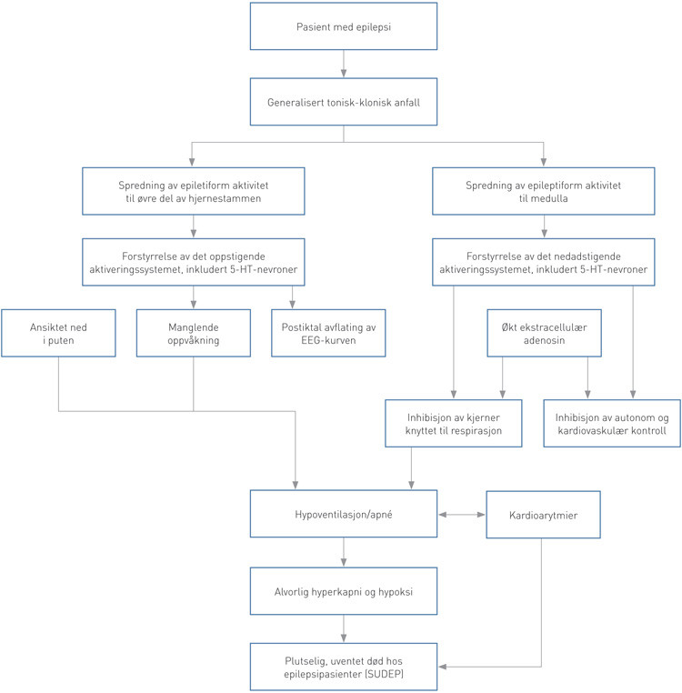 Figur 1  Hypotetisk modell for patofysiologiske mekanismer ved plutselig, uventet epilepsirelatert d&oslash;d. Gjengitt etter&hellip;