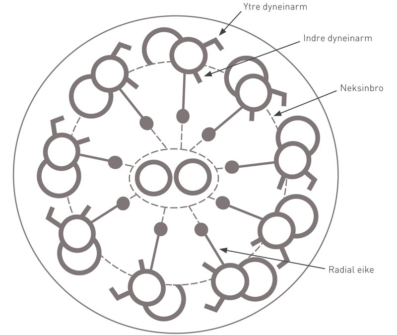 Figur 1  Skjematisk tegning av tverrsnitt av cilie, etter Leigh og medarbeidere (11), med tillatelse fra Nature Publishing&hellip;