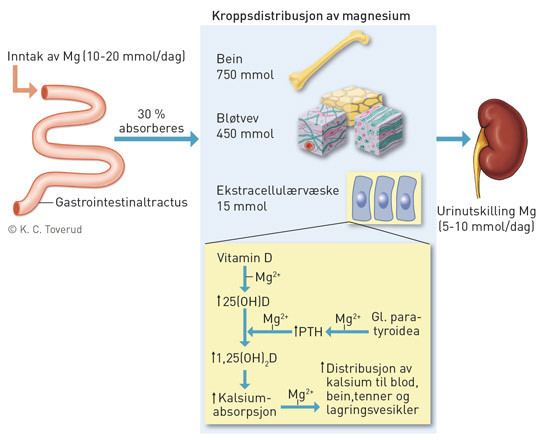 Figur 1  Distribusjonen av magnesium og dets rolle i reguleringen av PTH-sekresjon, omdanningen av vitamin D til aktiv form &hellip;