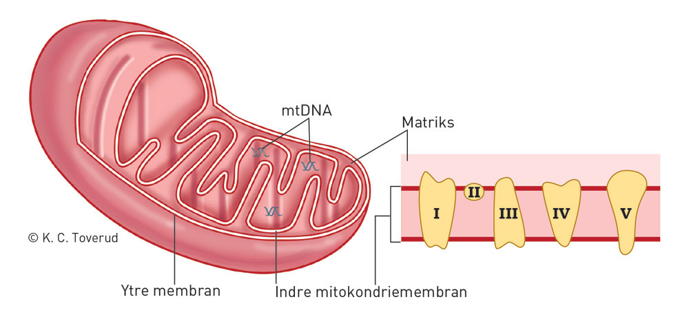 Figur 1  Mitokondriene er intracellul&aelig;re organeller med dobbeltmembran og eget DNA (mitokondrie-DNA, mtDNA). Mitokondriene&hellip;