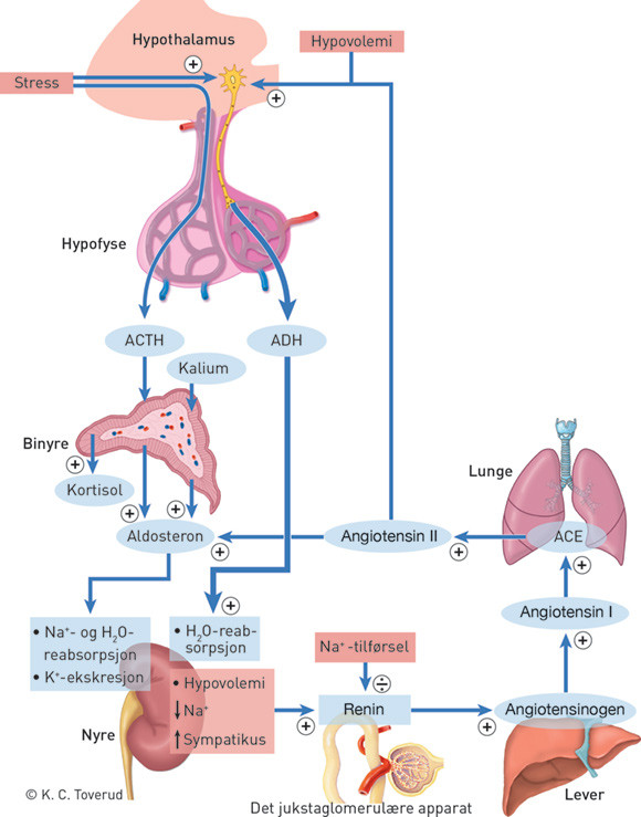Figur 3  De viktigste mekanismene for regulering av vann- og saltbalansen. Volum blir prioritert fremfor osmolalitet og&hellip;