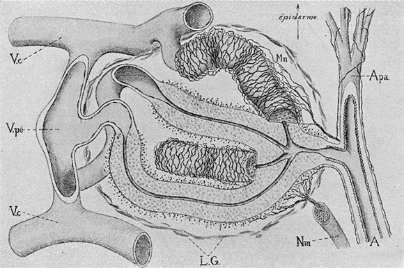 Massons skjematiske opfatning av en firedelt glomus. A-tilf&oslash;rende arterie deler sig i fire trange, snoete Sucquet Hoyer&rsquo;ske&hellip;
