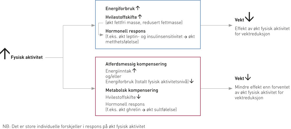 Figur 1  Forenklet teoretisk skisse av noen mulige faktorer av betydning for fysisk aktivitet for vektreduksjon. Figuren er&hellip;