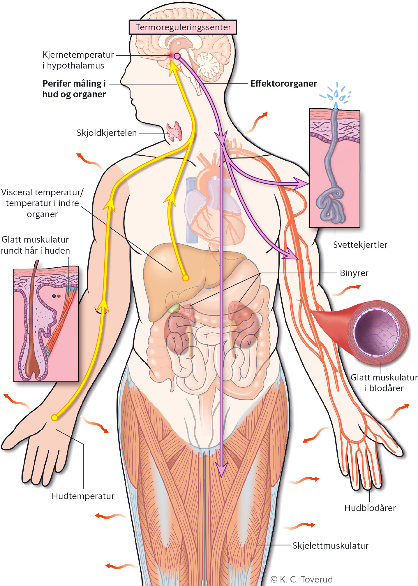 Figur 1 Hypothalamus sender signaler til glatt muskulatur i &aring;rer, svettekjertler, glatt muskulatur rundt h&aring;r i huden,&hellip;