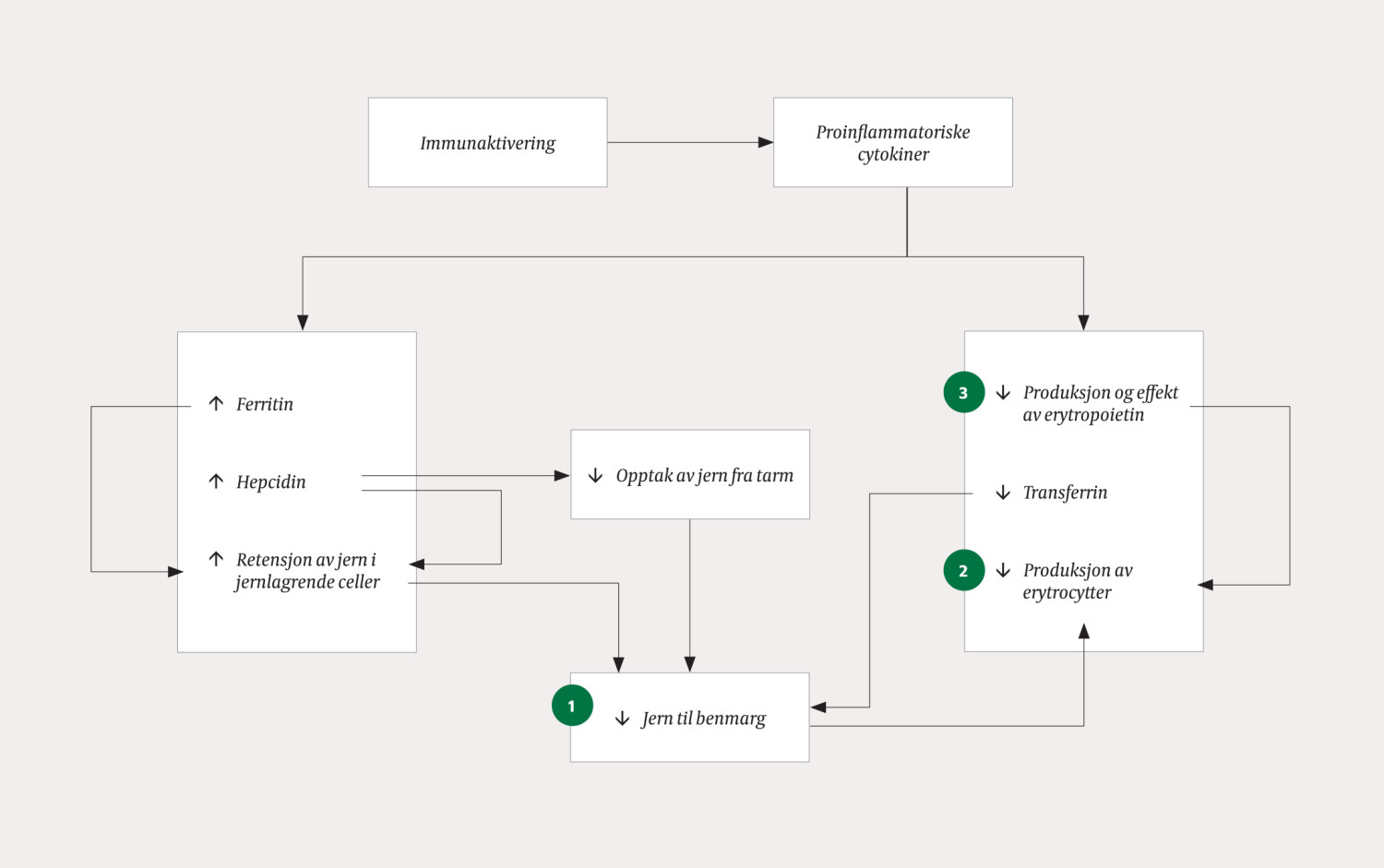 Figur 1 Patogenesen bak den hypoproliferative anemien som typisk ses ved anemi ved kronisk sykdom kan deles inn i tre&hellip;