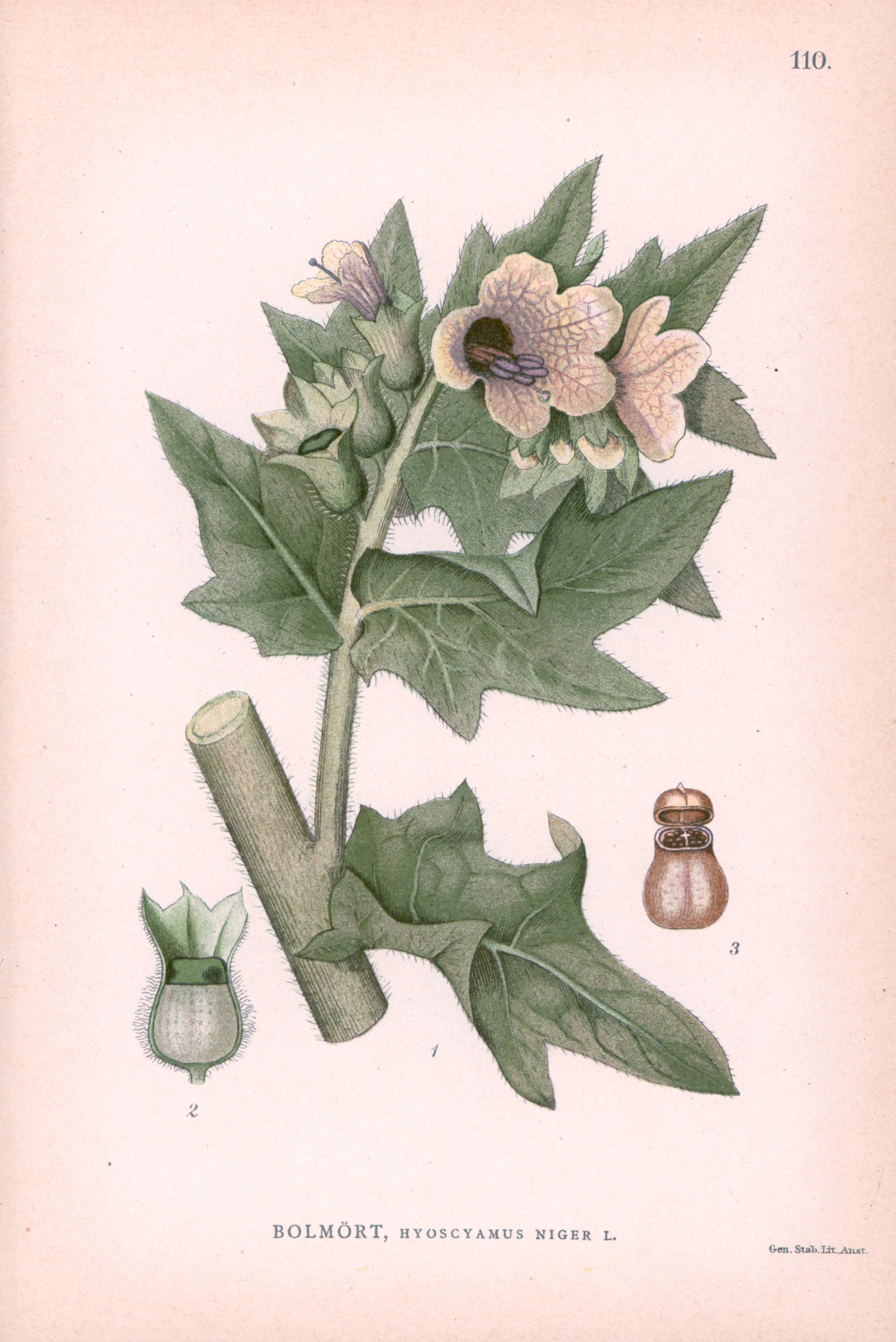 Bulmeurt, Hyoscyamus niger. Kromolitografi fra professor Carl Lindmans &laquo;Bilder ur Nordens Flora&raquo; fra 1905, hentet fra Johan&hellip;