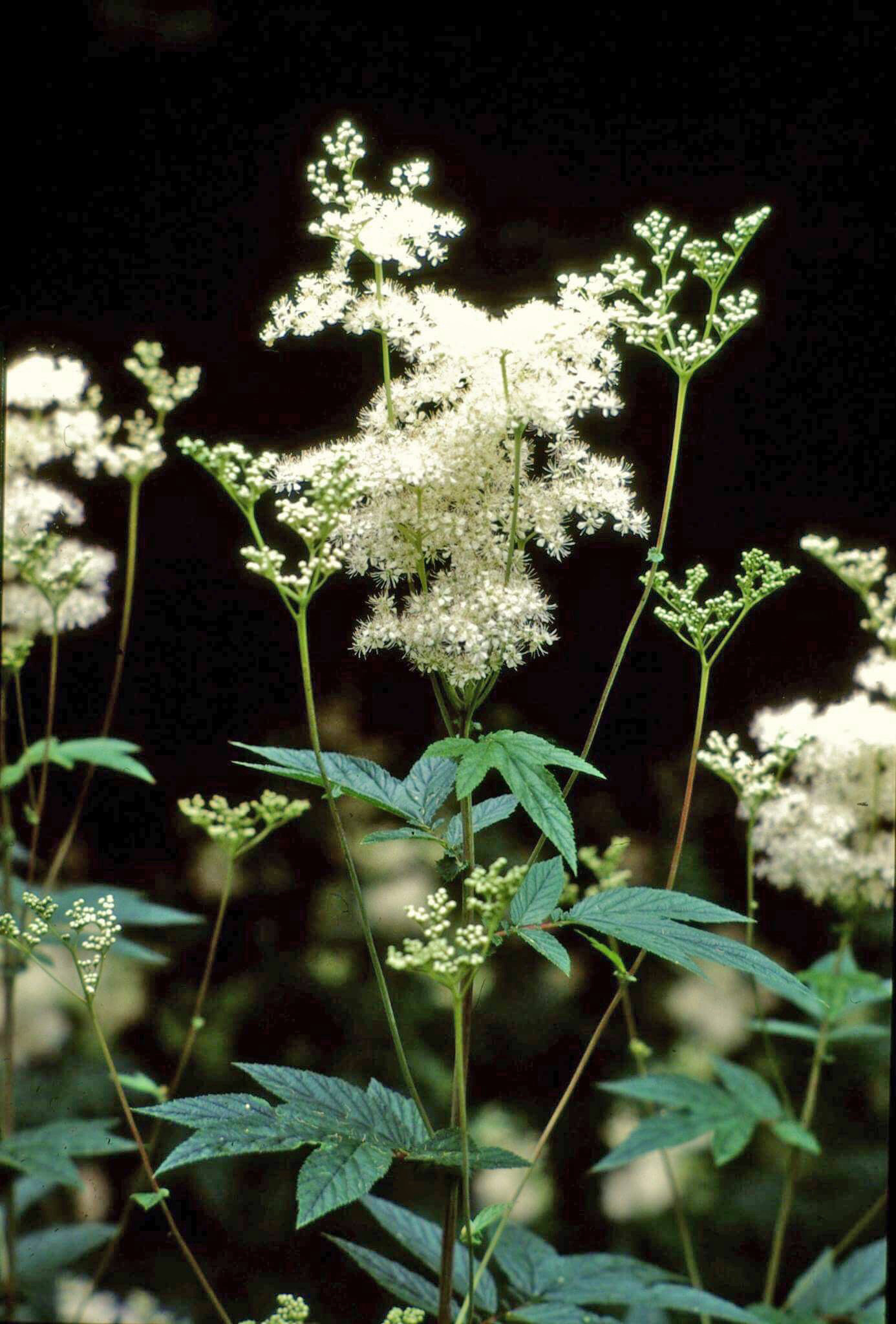 Mj&oslash;durt, Filipendula ulmaria, fotografert ved Kols&aring;s i B&aelig;rum. Det tidligere latinske navnet Spiraea ulmaria ga inspirasjon&hellip;