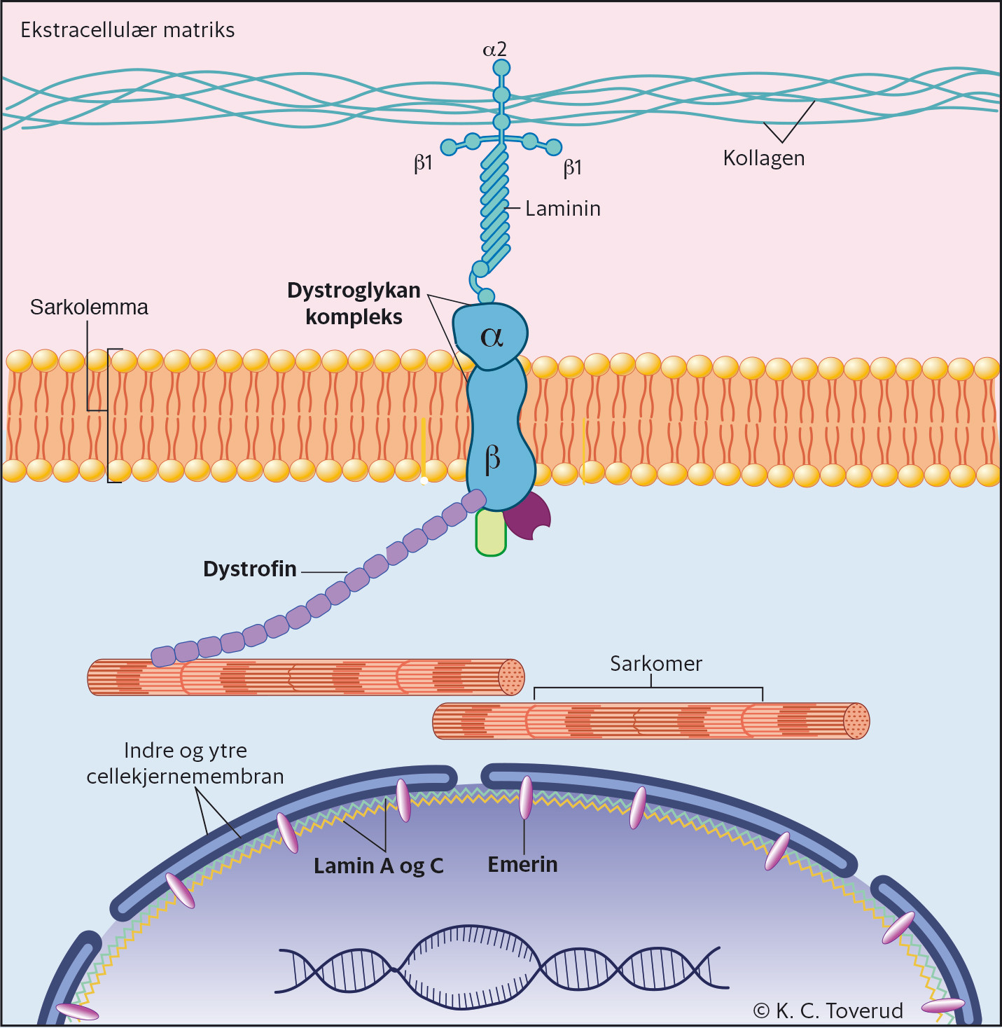 Figur 1 Illustrasjon av myocytt som viser noen av de ulike proteinene som er assosiert med b&aring;de muskeldystrofi og&hellip;