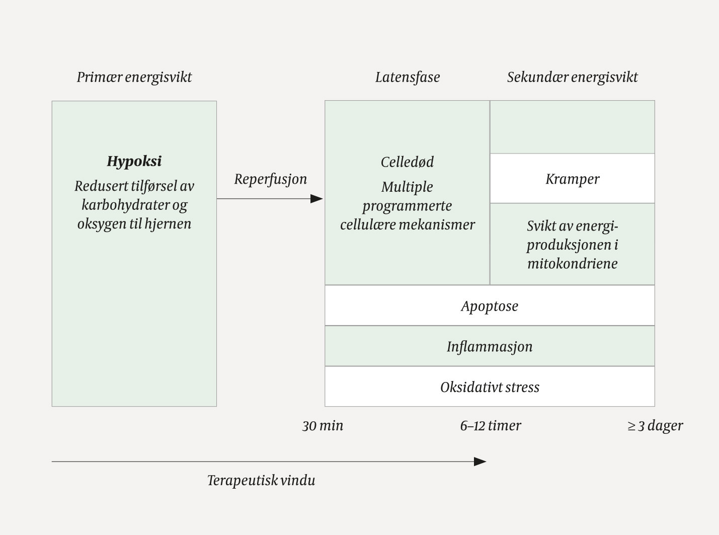 Figur 1 De metabolske fasene etter f&oslash;dselsasfyksi (8). I prim&aelig;rfasen opptrer energisvikt til hjernen etterfulgt av&hellip;