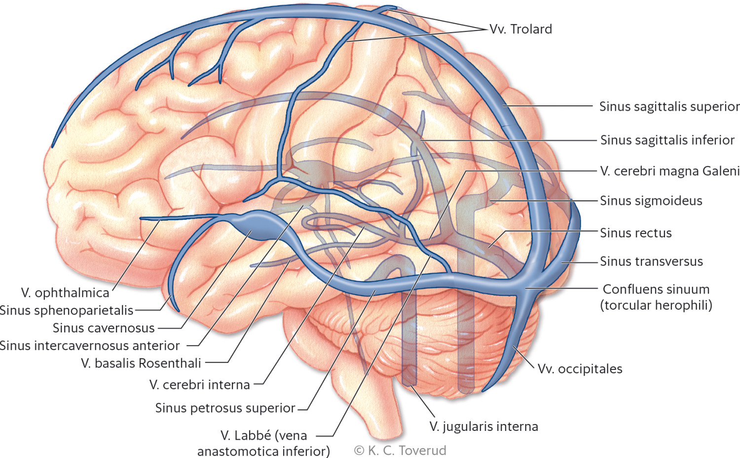 Figur 1 Oversikt over venesystemet i hjernen