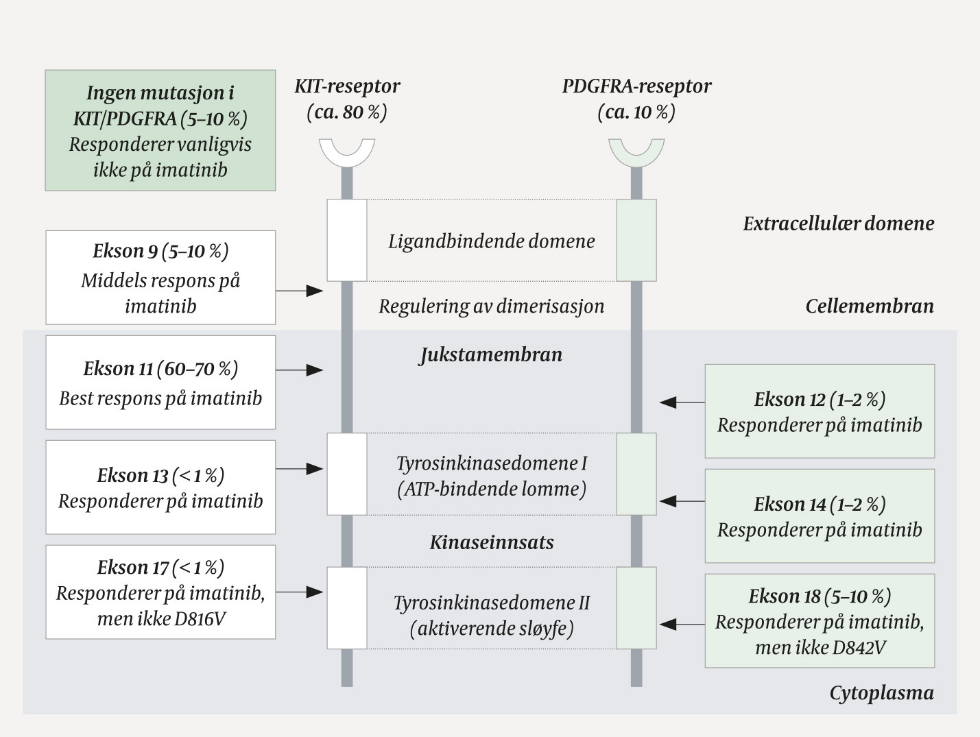 Figur 2 Mutasjoner i KIT- og PDGFRA-reseptorer. Lokalisasjonen av mutasjoner viser til hvilken strukturell del av proteinet&hellip;