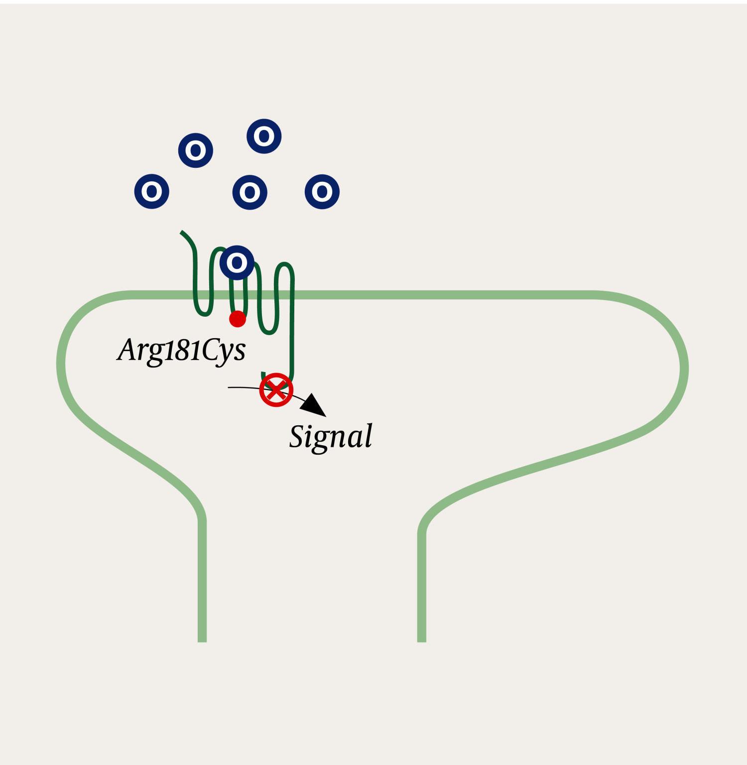 Figur 1 En opioidreseptor med Arg181Cys-genfeil. P&aring; tross av korrekt binding av opioider (O) til &micro;-opioidreseptoren utl&oslash;ses&hellip;