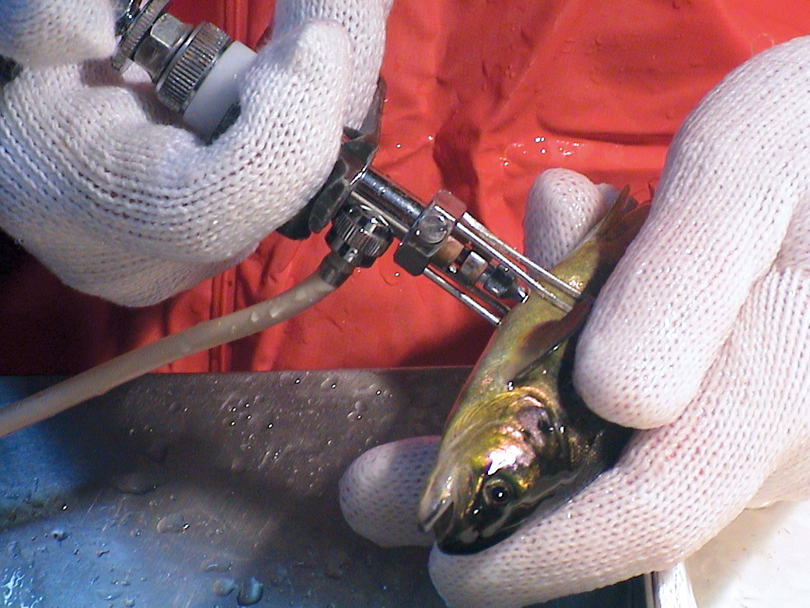 Figur 3 Manuell vaksinering av laks. Foto: Pharmaq