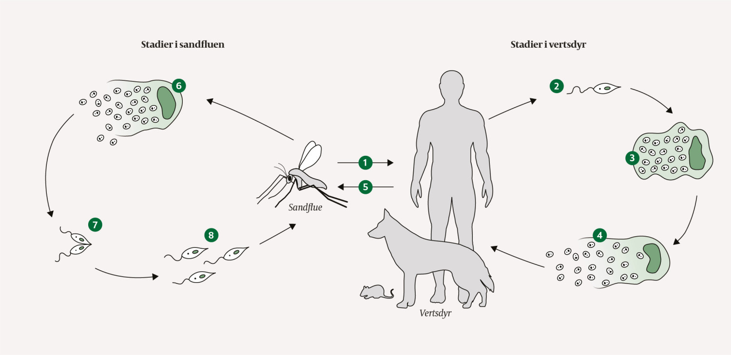 Figur 2 Leishmaniaparasittens livssyklus. 1) Bitt fra en infisert sandflue overf&oslash;rer leishmaniaparasitten til vertsdyr. 2)&hellip;