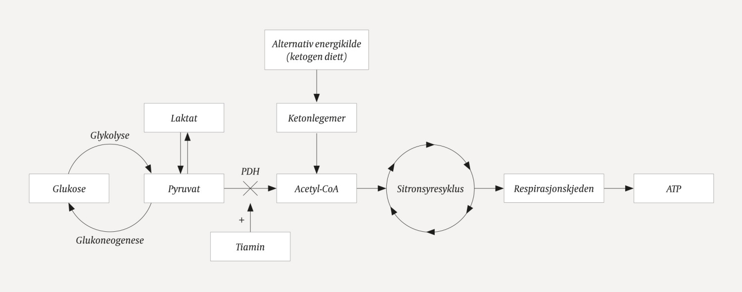 Figur 1 Enzymkomplekset pyruvatdehydrogenase (PDH). PDH-komplekset katalyserer omdanning av pyruvat til acetylkoenzym A &hellip;