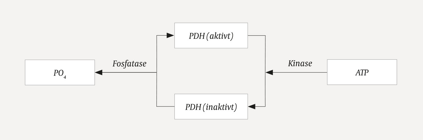 Figur 2 Regulering av enzymkomplekset pyruvatdehydrogenase (PDH). Aktiviteten til PDH-komplekset reguleres raskt gjennom&hellip;