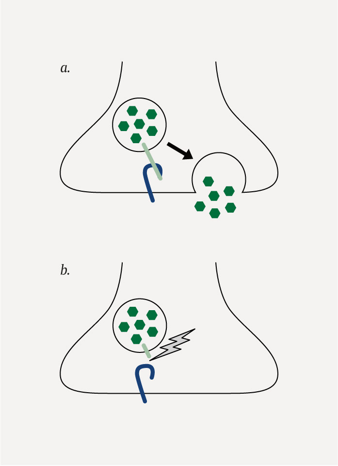 Figur 1 a) Frisetting av nevrotransmitter skjer normalt gjennom binding av vesikkelassosiert membranprotein (VAMP, lysegr&oslash;nt&hellip;