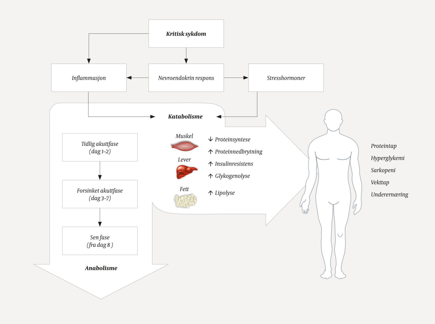 Figur 1 Kritisk sykdom gir en nevroendokrin og inflammatorisk respons som setter i gang en rekke metabolske endringer,&hellip;