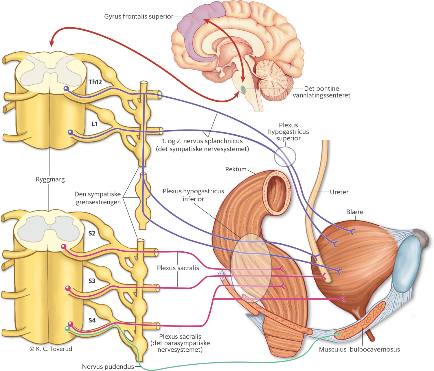 Figur 1 Distal innervasjon av bl&aelig;ren.