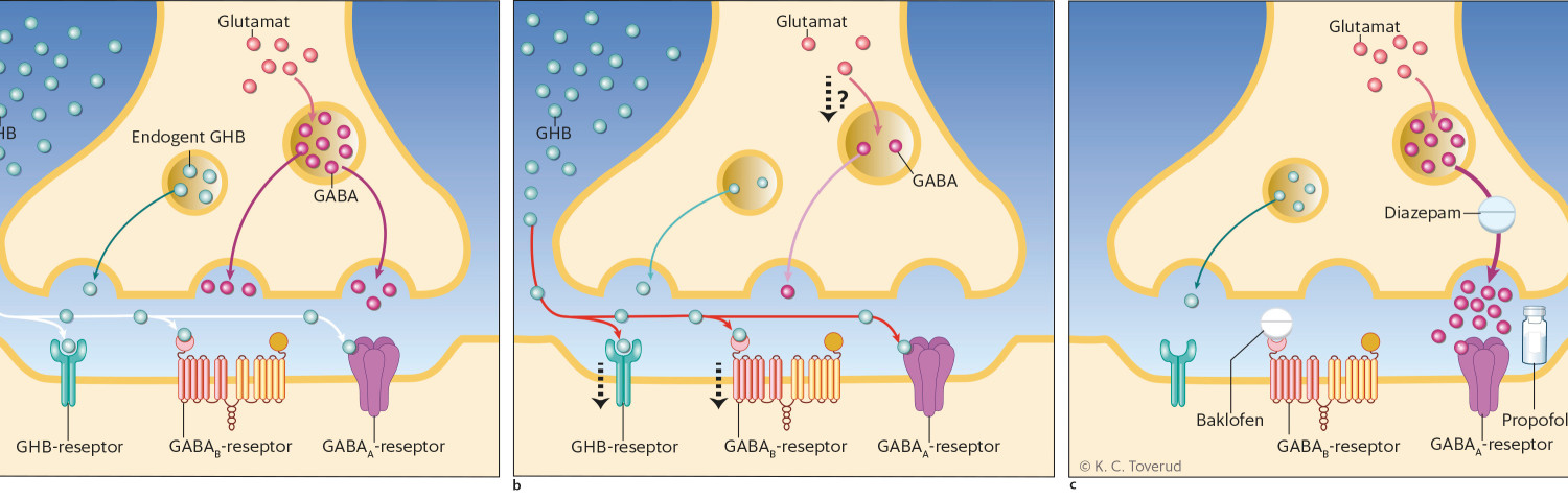 Figur 1 Det GABAerge systemet og gammahydroksybutyrat (GHB). a) Effekt av akutt bruk av GHB p&aring; GABA-systemet: Der virker GHB&hellip;