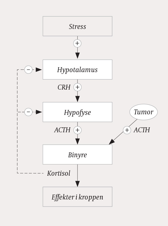 Figur 1 Regulering av kortisolutskilling