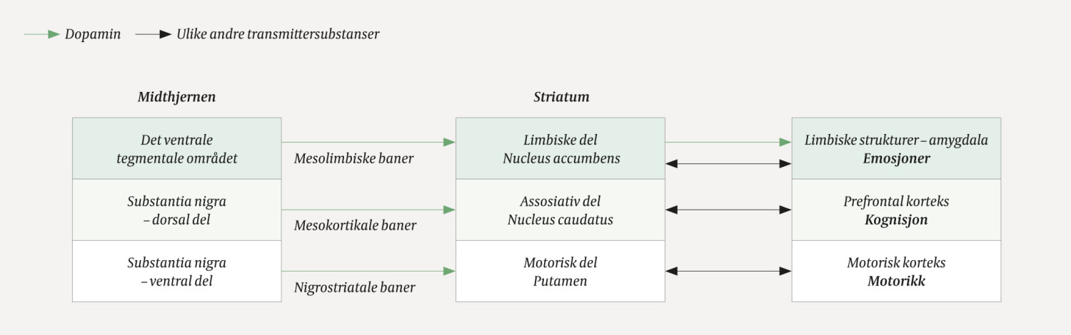 Figur 1 Forenklet skjematisk fremstilling av forbindelsene fra de dopaminerge nevronene i midthjernen, til striatum og&hellip;