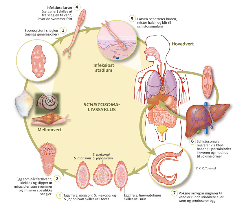Figur 1 Schistosoma-parasittenes livssyklus.
