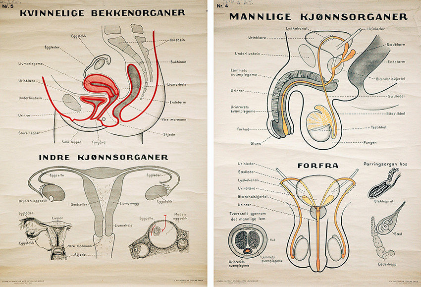 Figur 4 Plansjer om anatomi brukt i skolens forplantningsl&aelig;re, tegnet av Otto Lous Mohr. Foto: Oslo skolemuseum