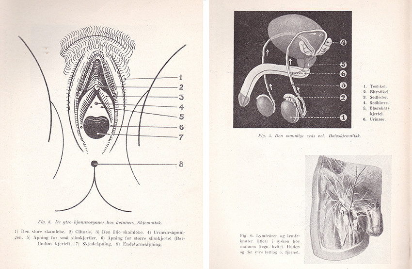 Figur 5 Kj&oslash;nnsorganer som illustrert i hefte 2 av Popul&aelig;rt Tidsskrift for Seksuell Oplysning. Faksimile: Anne Evang