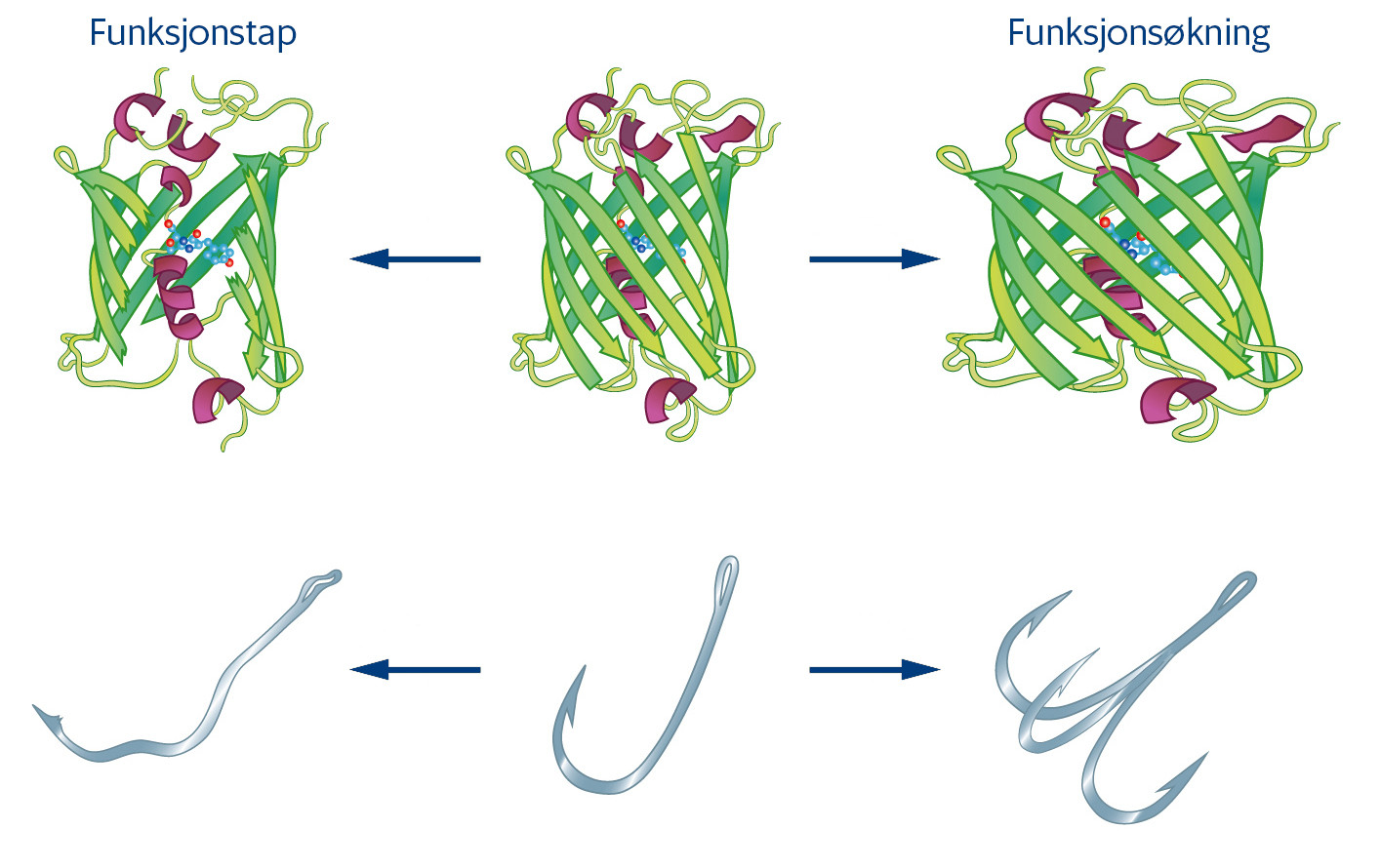 Figur 1 Modellen i midten viser et protein. En mutasjon i genet som koder for proteinet kan f&oslash;re til at proteinet endrer seg&hellip;
