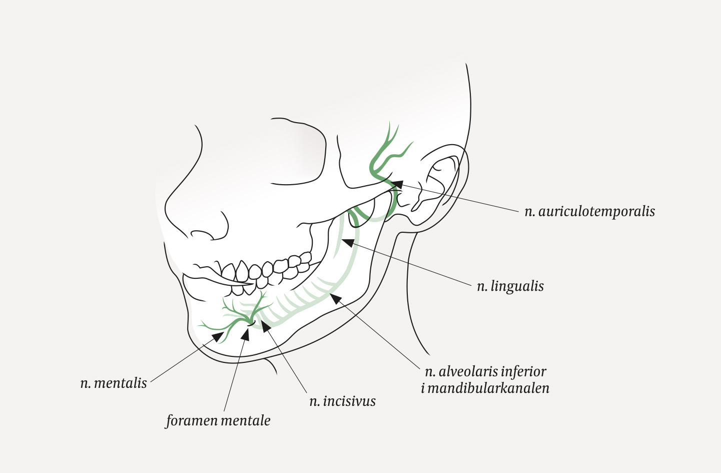 Figur 1 Nervus mentalis er en avgreining av nervus alverolaris inferior, som stammer fra nervus trigeminus sin tredje gren&hellip;