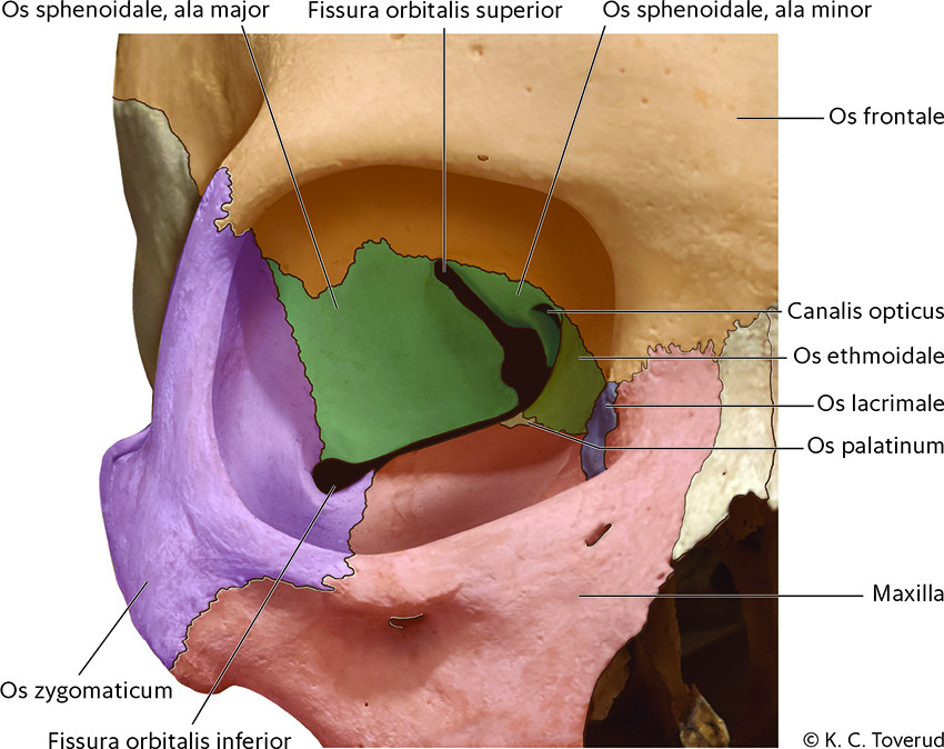 Figur 1 Orbitas anatomi.