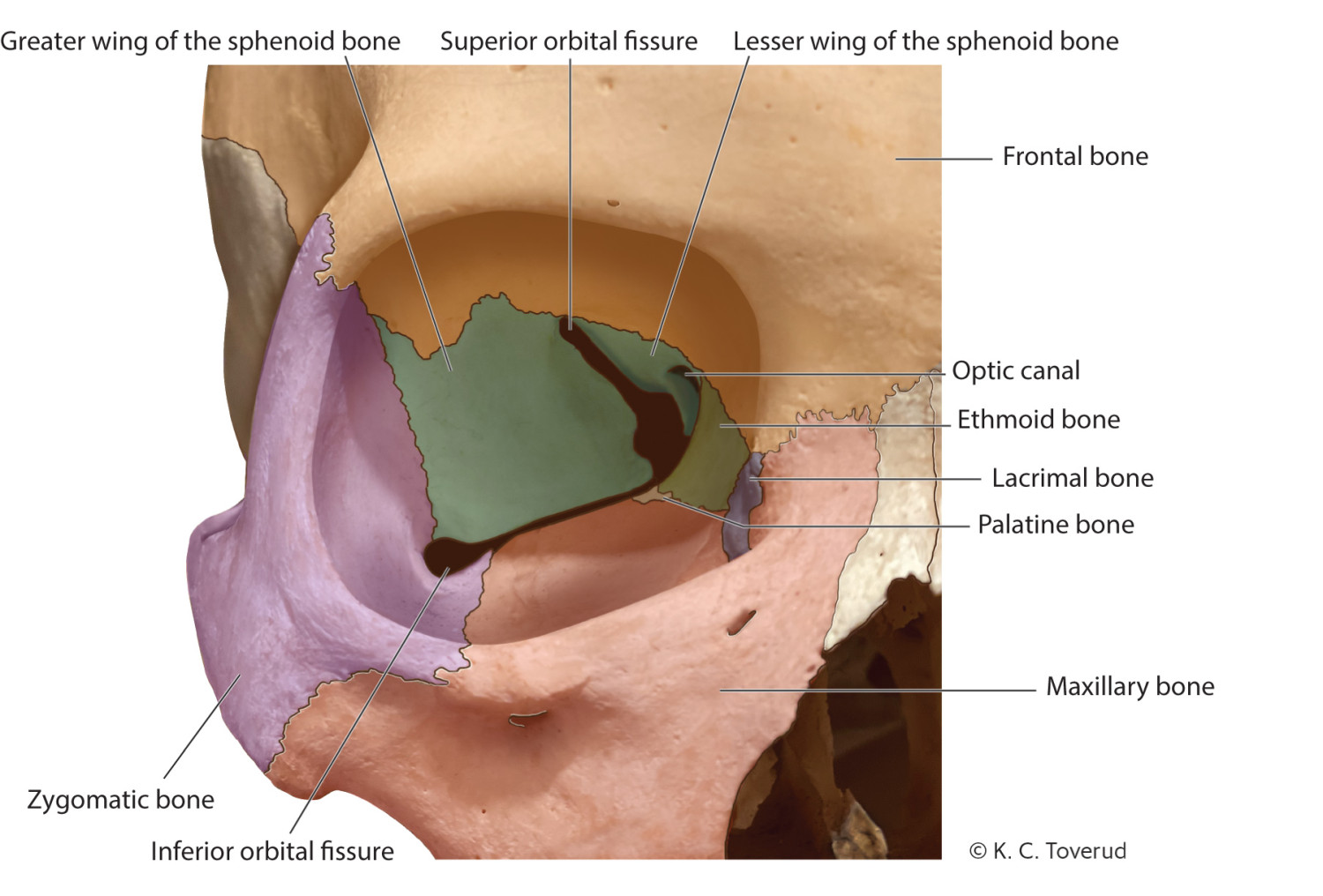 Figure 1 Anatomy of the orbit.
