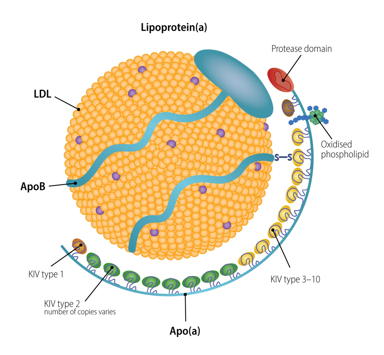 Figure 1 The structure of lipoprotein(a). Lipoprotein(a) is an LDL particle attached to apolipoprotein(a) (apo(a))&hellip;