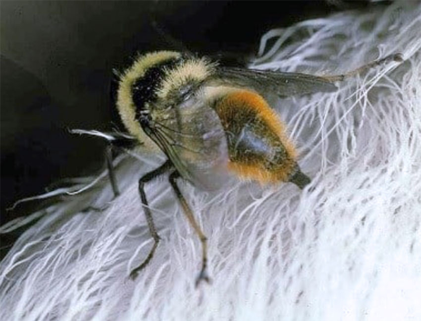 Figur 2 Reinbrems (Hypoderma tarandi) legger egg via eggledere langs h&aring;rstr&aring;ene i reinsdyrpels. Foto: Arne C. Nilssen