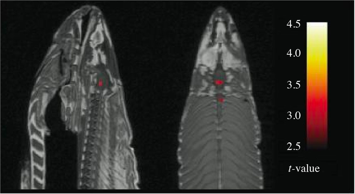 Figur 1 Hjernescan av laks med t-verdier fra T-tester ujustert for multippel testing. Kilde: Craig Bennett / prefrontal.org