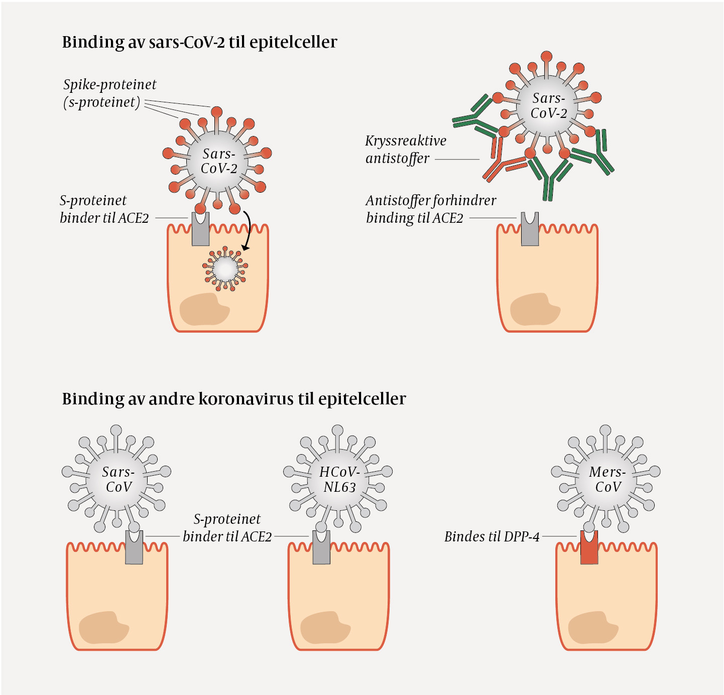 Figur 1 Sars-CoV-2 har en overflate med spike (S)-proteiner som tillater binding til epitelceller som uttrykker ACE2. Sars&hellip;