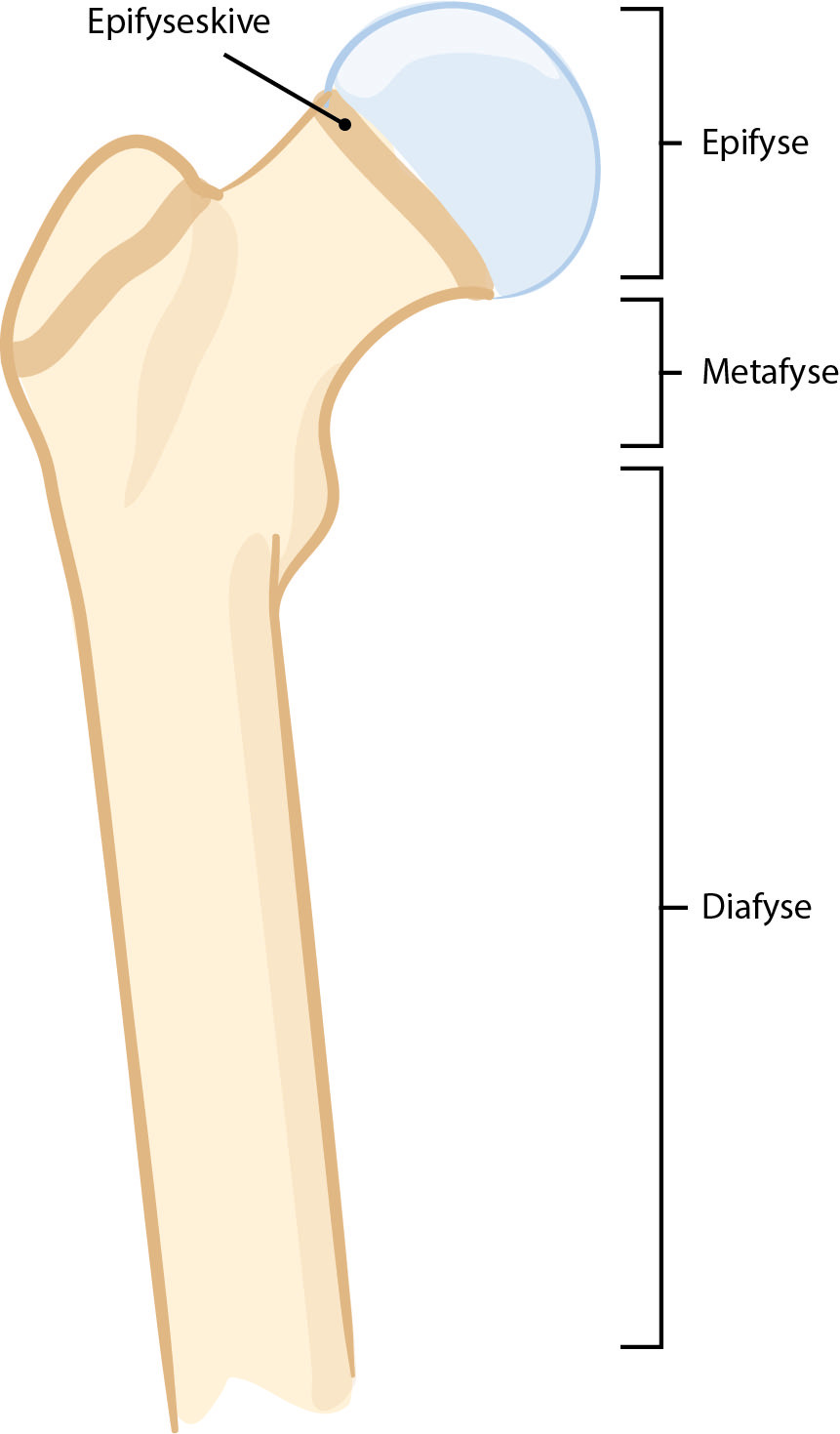 Figur 1 Illustrasjon av epifyse, epifyseskive, metafyse og diafyse.