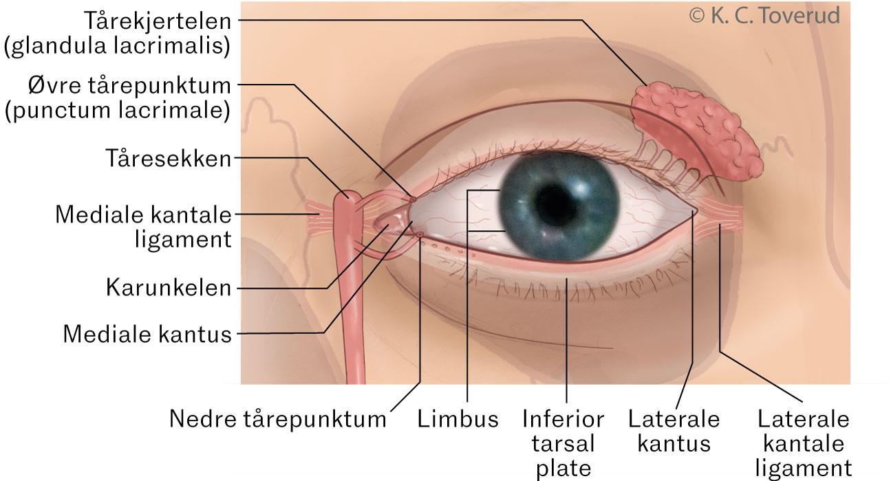 Figur 1 &Oslash;ye/&oslash;yelokkanatomi. Illustrasjon av de ulike anatomiske strukturene som er eller kan bli affisert ved ektropion.