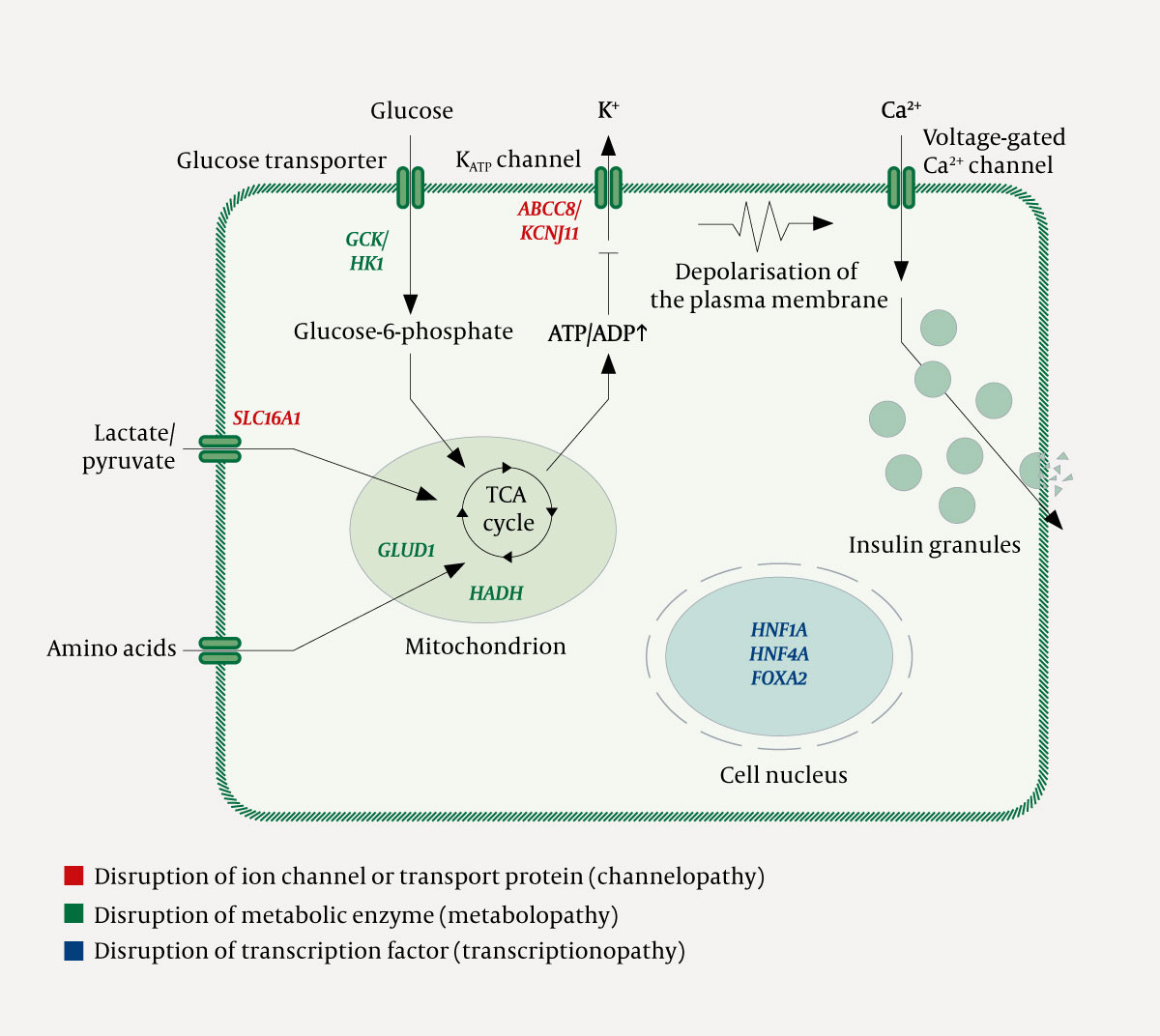 Figure 1 Beta cell. The figure illustrates glucose- and amino acid-induced insulin secretion and the most common disease&hellip;