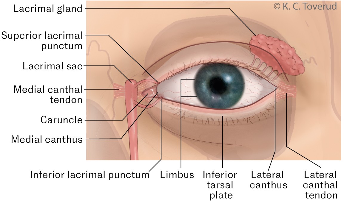 Figure 1 Eye/eyelid anatomy. Illustration of the various anatomical structures that are or can be involved in ectropion.