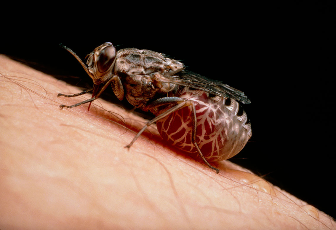 Figure 2 Tsetse fly, Glossina morsitans. Photo: Science Photo Library/NTB