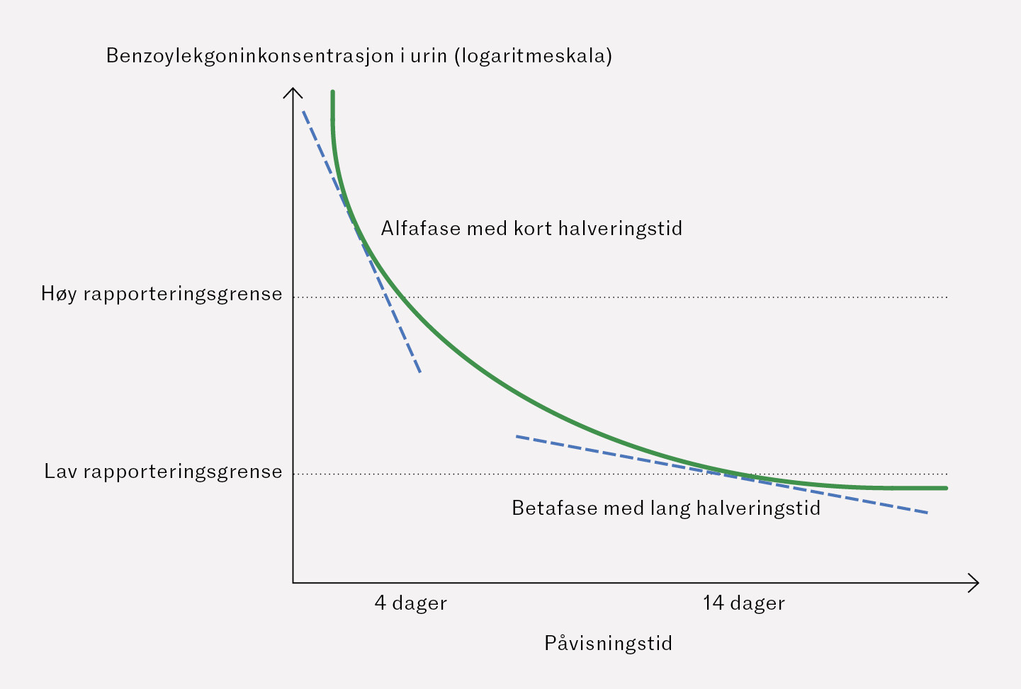 Figur 1 Eksempel p&aring; bifasisk eliminasjonen av benzoylekgonin etter gjentatt kokaininntak. Det ses f&oslash;rst en alfafase med kort&hellip;