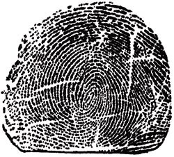 Sir Williams fingravtrykk (etter Galton)